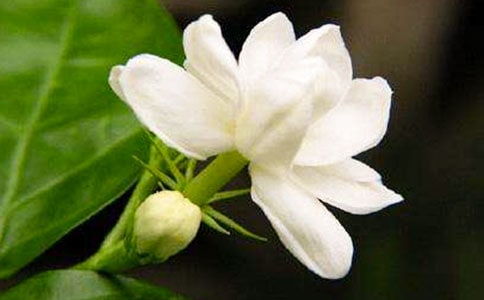 夜来香高分作文