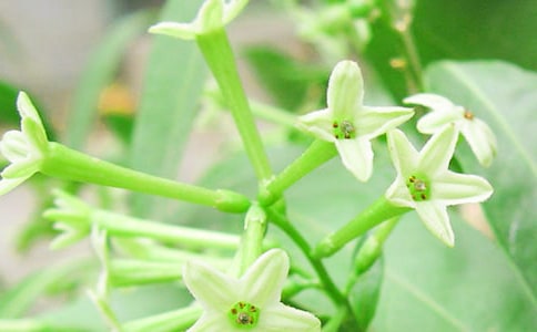 �Ұ�ҹ�������ģ�ͨ��36ƪ��