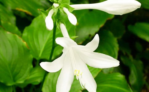 ��ϲ��ҹ�������ģ���ѡ37ƪ��