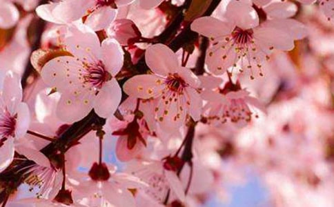 有关樱花作文300字三篇