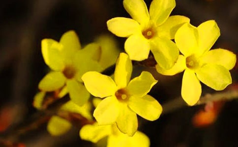 ӭ����Сѧ���꼶����