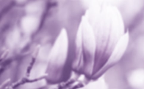 玉兰花四年级作文集锦7篇