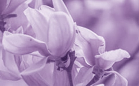 描写玉兰花的作文400字(通用30篇)