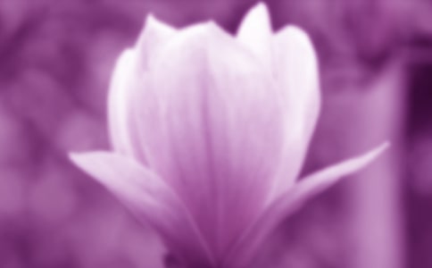 关于玉兰花的作文400字(精选66篇)