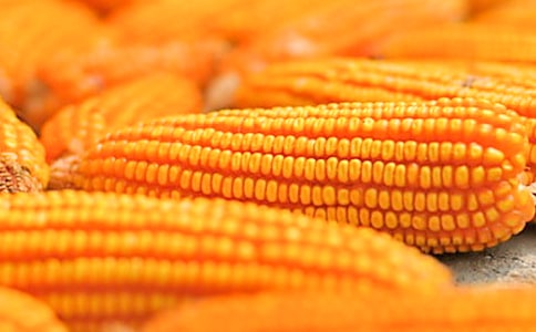 玉米作文300字(通用53篇)