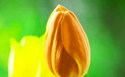 ����ɫ������