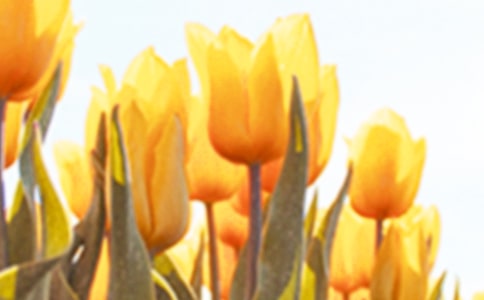 ����������������300�֣���ѡ3ƪ��