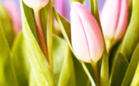 �����㻨չ�����ز�