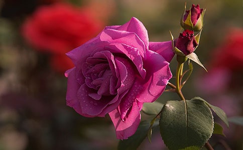 �й��¼�����600��5ƪ