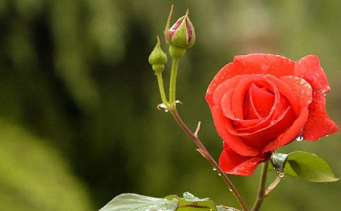 关于月季作文300字3篇