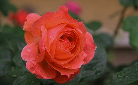 月季作文400字4篇