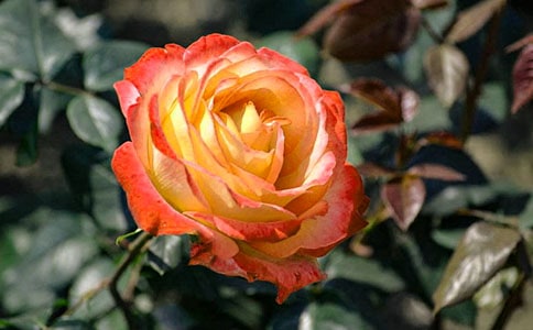 ��ѡ�¼������꼶����4ƪ