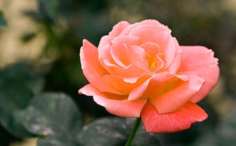 �¼����������꼶