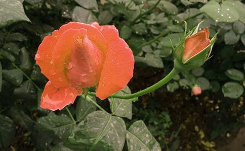 月季花三年级作文300字(通用16篇)