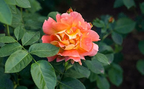 ��д�¼���������250�֣���ѡ43ƪ��