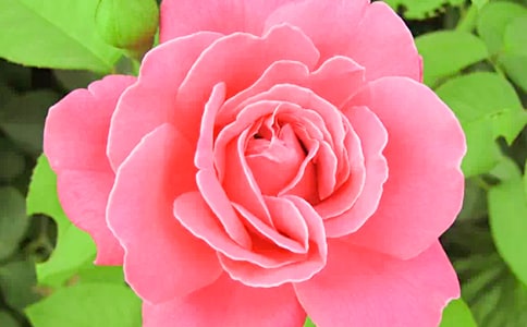 �Ҽҵ��¼��������Ƽ�