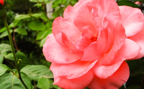 �Ұ��¼����������꼶