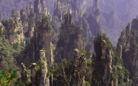 ���żҽ�ɭ�ֹ�԰����(5ƪ)