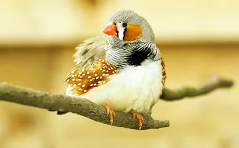 读《珍珠鸟》有感【精品15篇】