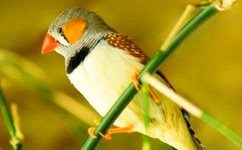 Χ������������꼶���ģ�ͨ��15ƪ��