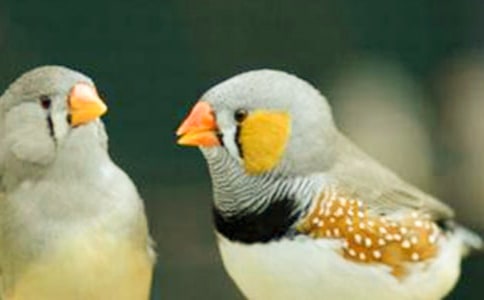 读《珍珠鸟》有感