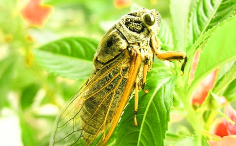 ��������֪��Сѧ����5ƪ