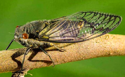 关于知了小学作文8篇