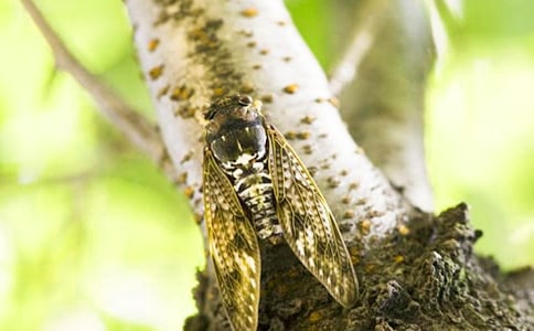 ֪����������500��