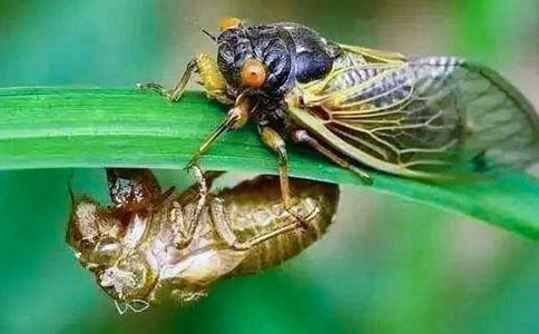 ��ѡ׽֪������600��3ƪ