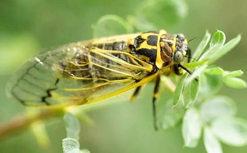 知了小学作文合集六篇