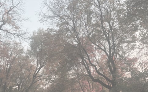 ����ֲ��԰��������