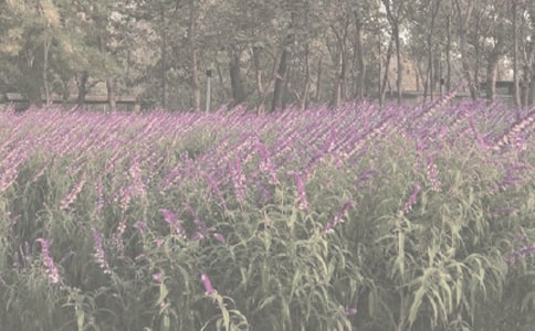 ����ֲ��԰����13ƪ