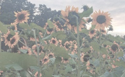 ֲ��԰д������