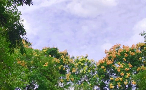 ��ѧ�����ģ�����Ĺ�԰