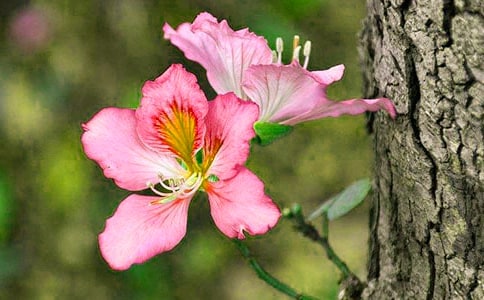 �Ͼ�������500�ְ�ƪ