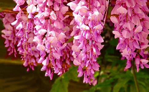 ��ѡ���ٻ�������300����ƪ