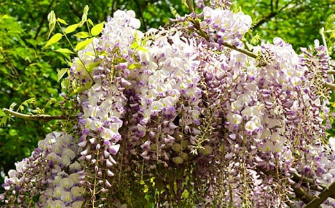 ���ٻ�����300��