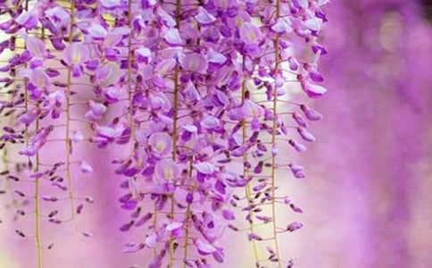 紫藤花的作文600字三篇