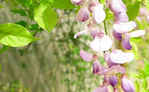 ��ѡ���ٻ�����300��3ƪ