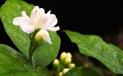 �������ģ���ѡ31ƪ��