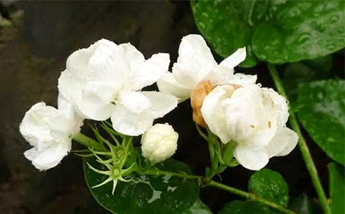 写茉莉花的作文(通用15篇)