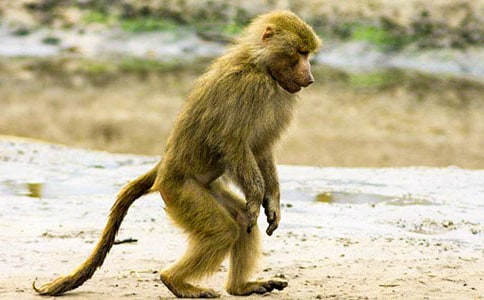 �����ĺ�����ʲô_850��