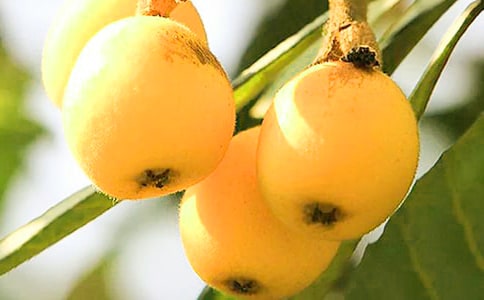 �����š����˵�����300����ƪ