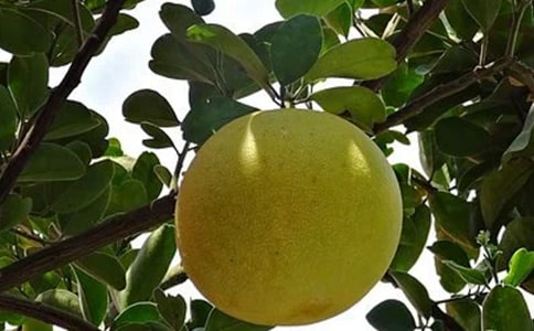 柚子作文300字八篇