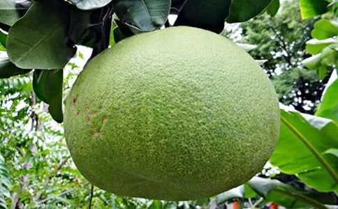 柚子小学生作文