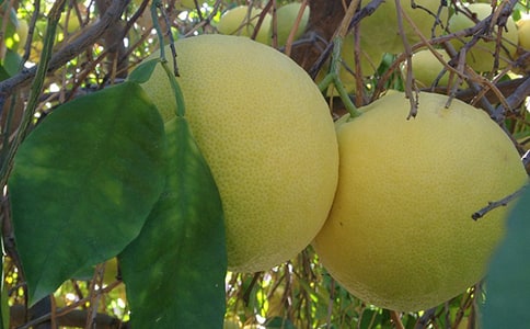 ����Сѧ����(15ƪ)