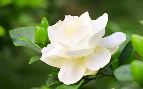 栀子花200字作文(通用25篇)