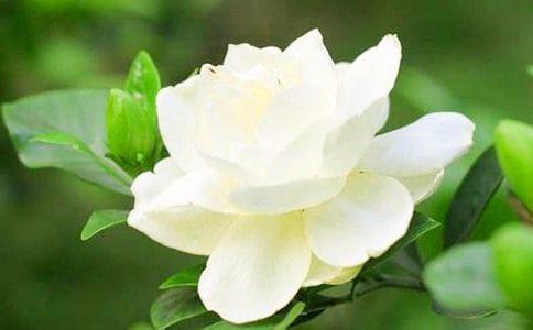 栀子花作文500字6篇【精】