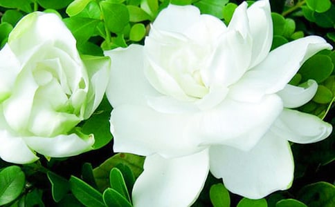 ���ӻ�����500����ƪ