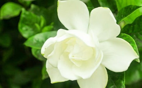 ���꼶���ӻ������ģ�ͨ��31ƪ��